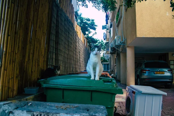 以色列特拉维夫2020年11月11日在以色列城市封锁和考拉韦病毒爆发期间生活在特拉维夫街头的被遗弃的家猫景观 — 图库照片
