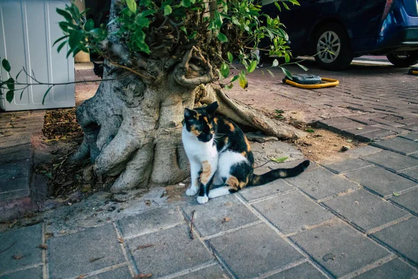 Tel Aviv Israel November 2020 Blick Auf Herrenlose Hauskatzen Die — Stockfoto