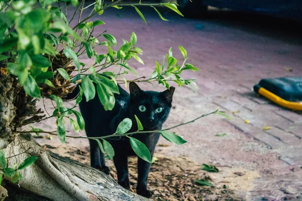 Tel Aviv Israel Noviembre 2020 Vista Gato Doméstico Abandonado Viviendo — Foto de Stock