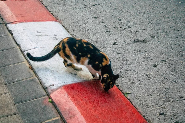 Tel Aviv Israel November 2020 Blick Auf Herrenlose Hauskatzen Die — Stockfoto