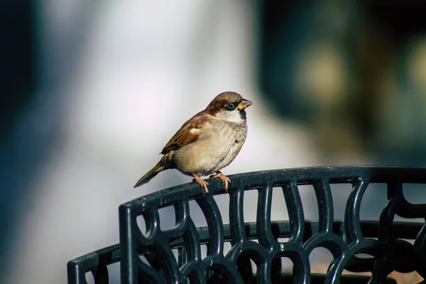 Reims France November 2020 Closeup Sparrow Chairs Restaurant Closed Due — Stock Photo, Image