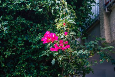 Tel Aviv İsrail 15 Kasım 2020 İsrail 'de Tel Aviv sokaklarında açan renkli çiçeklerin kapatılması