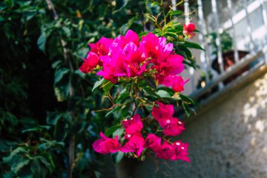 Tel Aviv İsrail 15 Kasım 2020 İsrail 'de Tel Aviv sokaklarında açan renkli çiçeklerin kapatılması