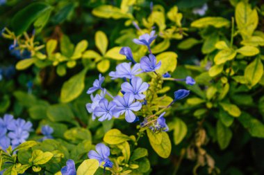 Tel Aviv İsrail 15 Kasım 2020 İsrail 'de Tel Aviv sokaklarında açan renkli çiçeklerin kapatılması