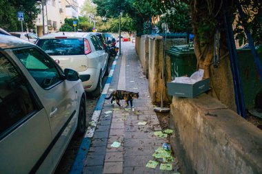 Tel Aviv İsrail 16 Kasım 2020 Tel Aviv sokaklarında yaşayan terk edilmiş evcil kedi görüntüsü ve İsrail 'deki koronavirüs salgını sırasında