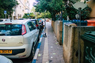 Tel Aviv İsrail 16 Kasım 2020 Tel Aviv sokaklarında yaşayan terk edilmiş evcil kedi görüntüsü ve İsrail 'deki koronavirüs salgını sırasında