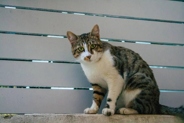 Tel Aviv Israel Novembro 2020 Vista Gato Doméstico Abandonado Que — Fotografia de Stock