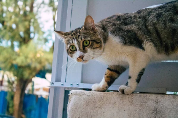 Tel Aviv Israele Novembre 2020 Veduta Del Gatto Domestico Abbandonato — Foto Stock