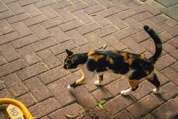 Tel Aviv Israel Novembro 2020 Vista Gato Doméstico Abandonado Que — Fotografia de Stock