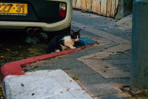 Tel Aviv Israel Novembro 2020 Vista Gato Doméstico Abandonado Que — Fotografia de Stock