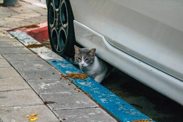 Tel Aviv Israel Novembro 2020 Vista Gato Doméstico Abandonado Que — Fotografia de Stock