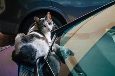 Tel Aviv İsrail 16 Kasım 2020 Tel Aviv sokaklarında yaşayan terk edilmiş evcil kedi görüntüsü ve İsrail 'deki koronavirüs salgını sırasında