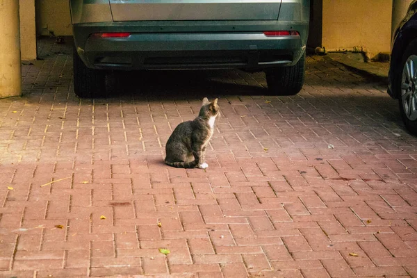 Tel Aviv Israel Novembro 2020 Vista Gato Doméstico Abandonado Que — Fotografia de Stock