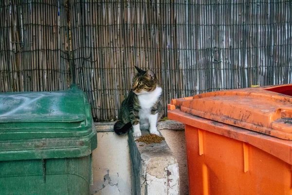 Tel Aviv Israel November 2020 View Abandoned Domestic Cat Living — Stock Photo, Image