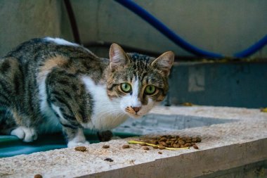 Tel Aviv İsrail 16 Kasım 2020 Tel Aviv sokaklarında yaşayan terk edilmiş evcil kedi görüntüsü ve İsrail 'deki koronavirüs salgını sırasında