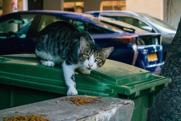 Tel Aviv Israël Novembre 2020 Vue Chat Domestique Abandonné Vivant — Photo