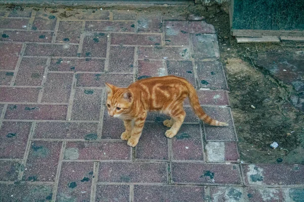 Tel Aviv Israel November 2020 Blick Auf Herrenlose Hauskatzen Die — Stockfoto