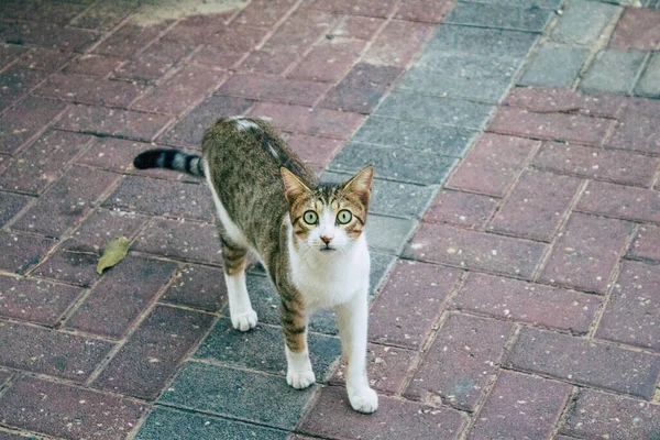 Tel Aviv Israel November 2020 Visa Övergivna Tamkatt Bor Gatorna — Stockfoto