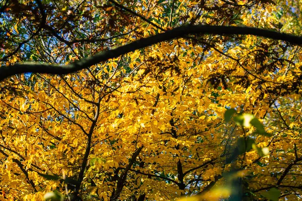 Reims France 2020年11月18日在政府关闭的一个公园里观赏秋天颜色的树木 以限制其生长 — 图库照片