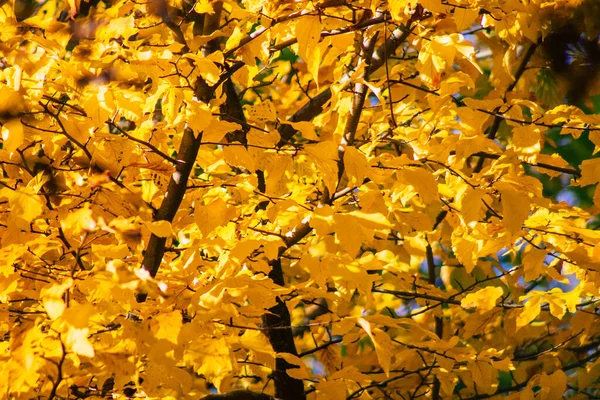 Reims France Noviembre 2020 Vista Árboles Con Colores Otoñales Parque — Foto de Stock