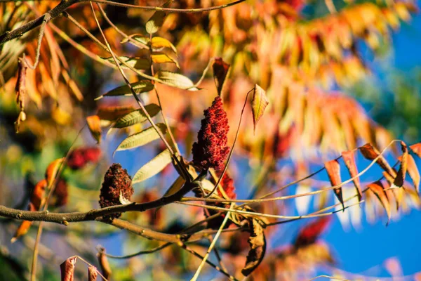 Reims France November 2020 View Trees Fall Colors Public Park — Stock Photo, Image