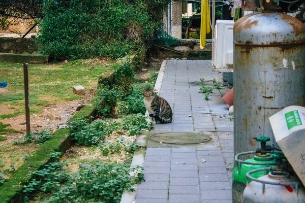 Tel Aviv Israel Dezember 2020 Blick Auf Herrenlose Hauskatzen Die — Stockfoto