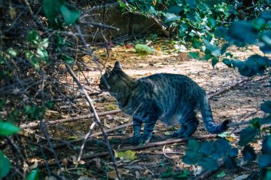 Tel Aviv İsrail 12 Aralık 2020 Tel Aviv sokaklarında yaşayan terk edilmiş evcil kedi görüntüsü ve İsrail 'deki koronavirüs salgını sırasında