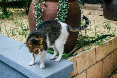 Tel Aviv İsrail 16 Aralık 2020 Tel Aviv sokaklarında yaşayan terk edilmiş evcil kedi görüntüsü ve İsrail 'deki koronavirüs salgını sırasında