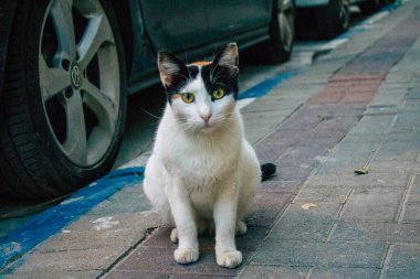 Tel Aviv İsrail 16 Aralık 2020 Tel Aviv sokaklarında yaşayan terk edilmiş evcil kedi görüntüsü ve İsrail 'deki koronavirüs salgını sırasında