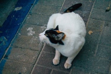 Tel Aviv İsrail 16 Aralık 2020 Tel Aviv sokaklarında yaşayan terk edilmiş evcil kedi görüntüsü ve İsrail 'deki koronavirüs salgını sırasında