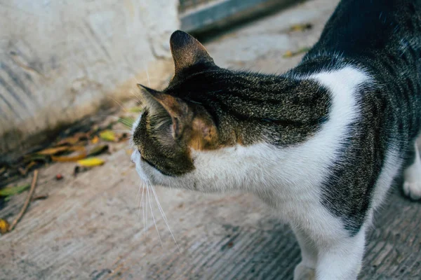Tel Aviv Israel Diciembre 2020 Vista Gato Doméstico Abandonado Viviendo —  Fotos de Stock