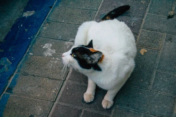 Tel Aviv Israel Diciembre 2020 Vista Gato Doméstico Abandonado Viviendo — Foto de Stock