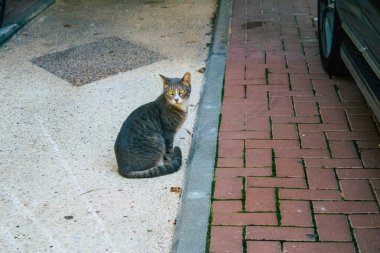 Tel Aviv İsrail 20 Aralık 2020 Tel Aviv sokaklarında yaşayan terk edilmiş evcil kedinin görüntüsü ve İsrail 'deki koronavirüs salgını sırasında