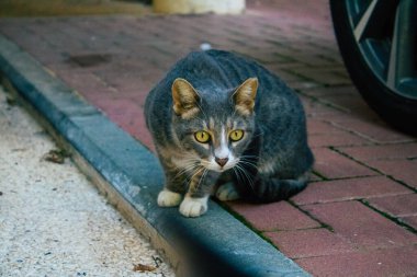 Tel Aviv İsrail 20 Aralık 2020 Tel Aviv sokaklarında yaşayan terk edilmiş evcil kedinin görüntüsü ve İsrail 'deki koronavirüs salgını sırasında