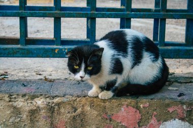 Tel Aviv İsrail 20 Aralık 2020 Tel Aviv sokaklarında yaşayan terk edilmiş evcil kedinin görüntüsü ve İsrail 'deki koronavirüs salgını sırasında