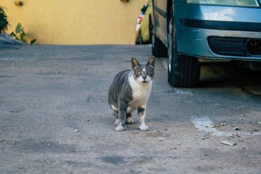 Tel Aviv İsrail 20 Aralık 2020 Tel Aviv sokaklarında yaşayan terk edilmiş evcil kedinin görüntüsü ve İsrail 'deki koronavirüs salgını sırasında