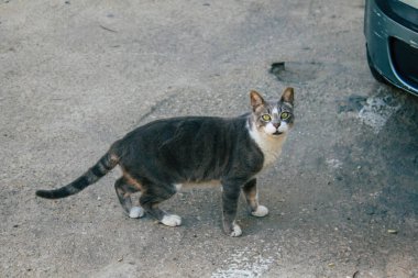 Tel Aviv İsrail 20 Aralık 2020 Tel Aviv sokaklarında yaşayan terk edilmiş evcil kedinin görüntüsü ve İsrail 'deki koronavirüs salgını sırasında