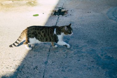 Tel Aviv İsrail 20 Aralık 2020 Tel Aviv sokaklarında yaşayan terk edilmiş evcil kedinin görüntüsü ve İsrail 'deki koronavirüs salgını sırasında