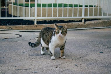 Tel Aviv İsrail 20 Aralık 2020 Tel Aviv sokaklarında yaşayan terk edilmiş evcil kedinin görüntüsü ve İsrail 'deki koronavirüs salgını sırasında