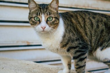 Tel Aviv İsrail 20 Aralık 2020 Tel Aviv sokaklarında yaşayan terk edilmiş evcil kedinin görüntüsü ve İsrail 'deki koronavirüs salgını sırasında