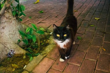 Tel Aviv İsrail 20 Aralık 2020 Tel Aviv sokaklarında yaşayan terk edilmiş evcil kedinin görüntüsü ve İsrail 'deki koronavirüs salgını sırasında