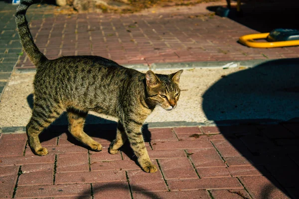 Tel Aviv Israel December 2020 Visa Övergivna Tamkatt Bor Gatorna — Stockfoto