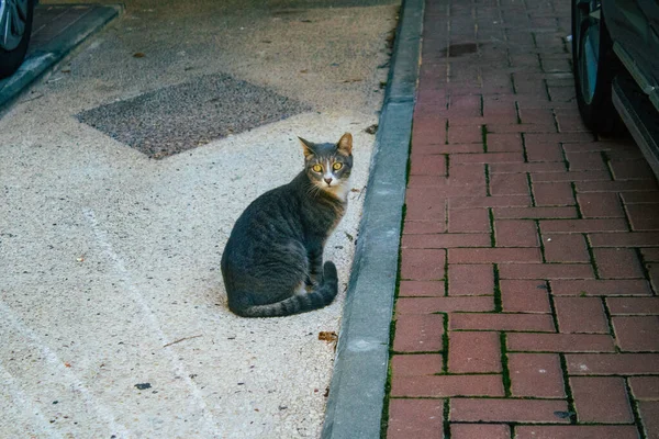 Tel Aviv Israël Décembre 2020 Vue Chat Domestique Abandonné Vivant — Photo