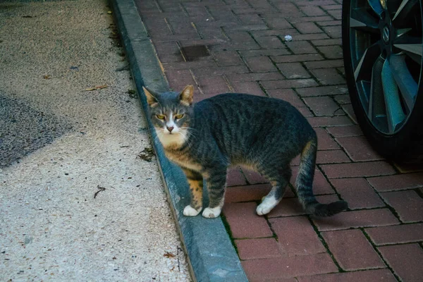 以色列特拉维夫2020年12月20日在以色列城市封锁和考拉韦病毒爆发期间生活在特拉维夫街头的被遗弃的家猫景观 — 图库照片