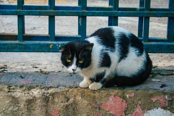 Tel Aviv Israele Dicembre 2020 Veduta Del Gatto Domestico Abbandonato — Foto Stock