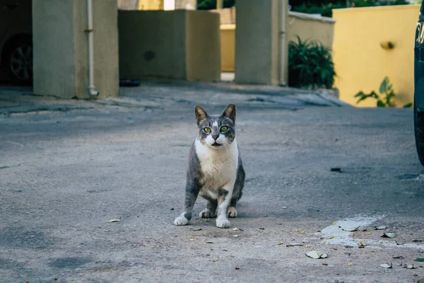 Tel Aviv Izrael Prosince 2020 Pohled Opuštěnou Domácí Kočku Žijící — Stock fotografie
