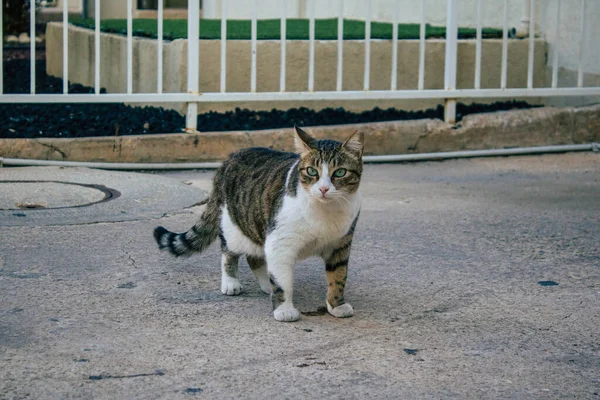 Tel Aviv İsrail 20 Aralık 2020 Tel Aviv sokaklarında yaşayan terk edilmiş evcil kedinin görüntüsü ve İsrail 'deki koronavirüs salgını sırasında