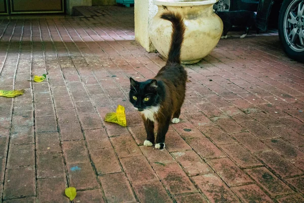 Tel Aviv Israel Dezembro 2020 Vista Gato Doméstico Abandonado Que — Fotografia de Stock