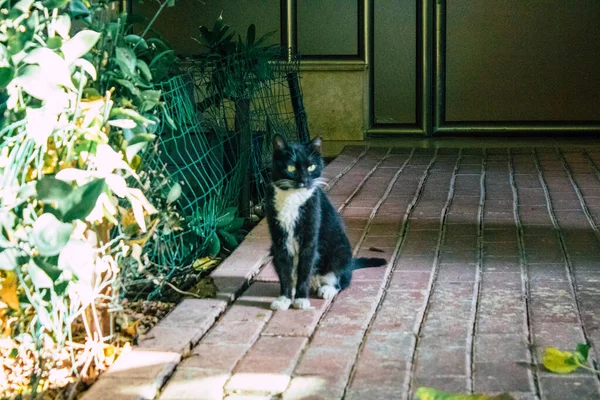 Tel Aviv Israel Dezembro 2020 Vista Gato Doméstico Abandonado Que — Fotografia de Stock