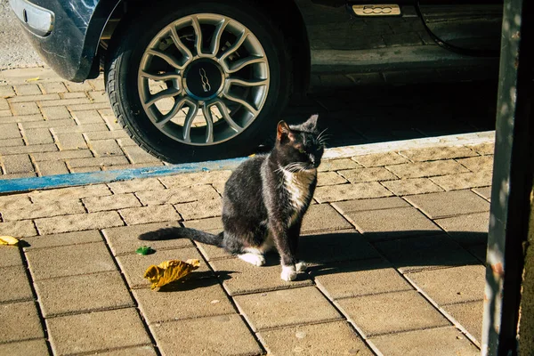 Tel Aviv Israel Diciembre 2020 Vista Del Gato Doméstico Abandonado — Foto de Stock